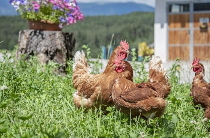 Impressioni del Plieghof a Castelrotto Alto Adige | Alpe di Siusi nelle Dolomiti